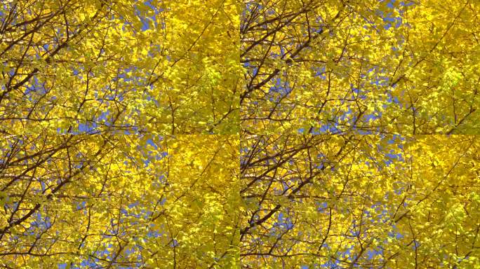 银杏黄叶黄色树叶子季节