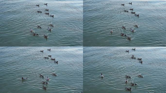 深圳湾公园的野鸭