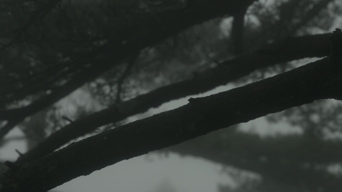 安徽黄山 风雨的松树枝 合集