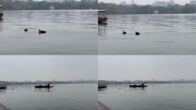 西湖 鸭子 船 湖边 湖