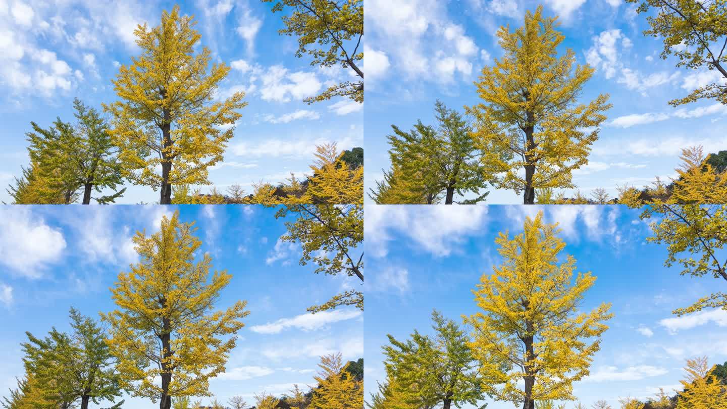 4K延时：放大日本东京昭和Kinen纪念公园的黄色银杏树和美丽的天空