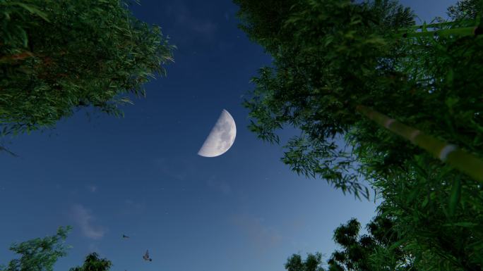 竹林夜晚月亮月光