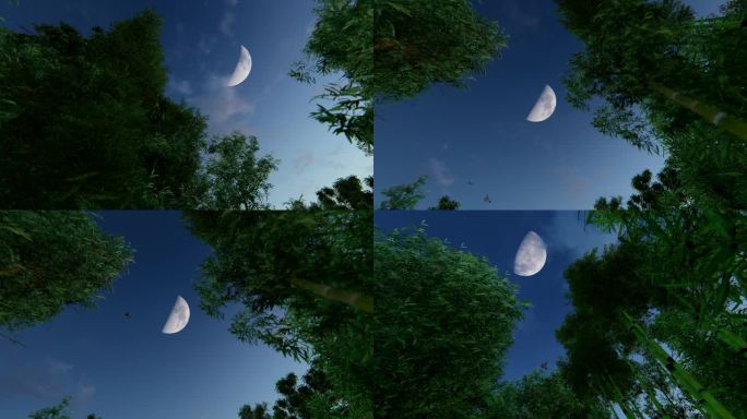 竹林夜晚月亮月光