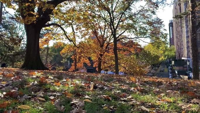 布鲁克林公园的秋天