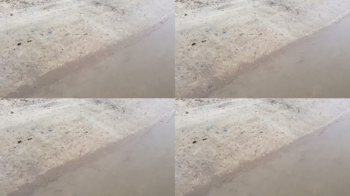 海滩上的幽灵蟹混浊海水海岸