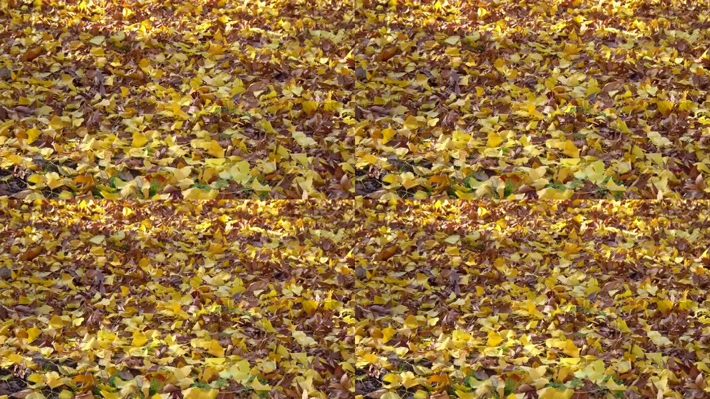 地上的秋叶落叶满地秋天金黄银杏树林