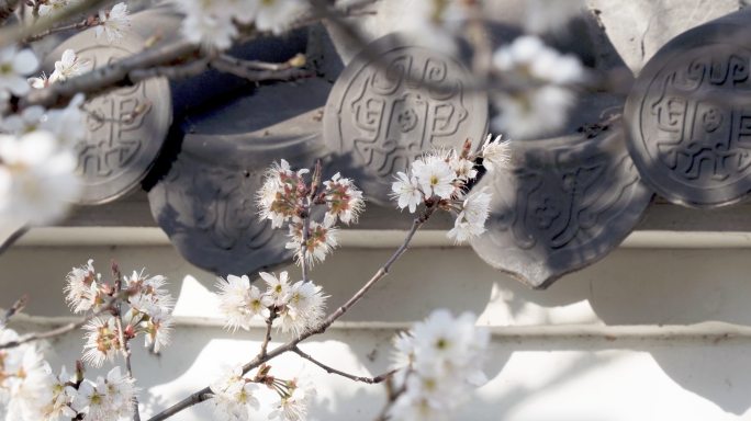 樱花花朵古风建筑园林意境