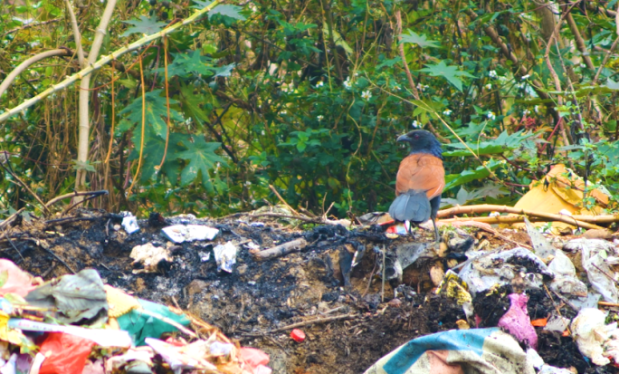 褐翅鸦鹃在垃圾堆觅食