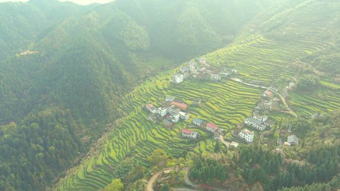 4K航拍油菜花梯田村落