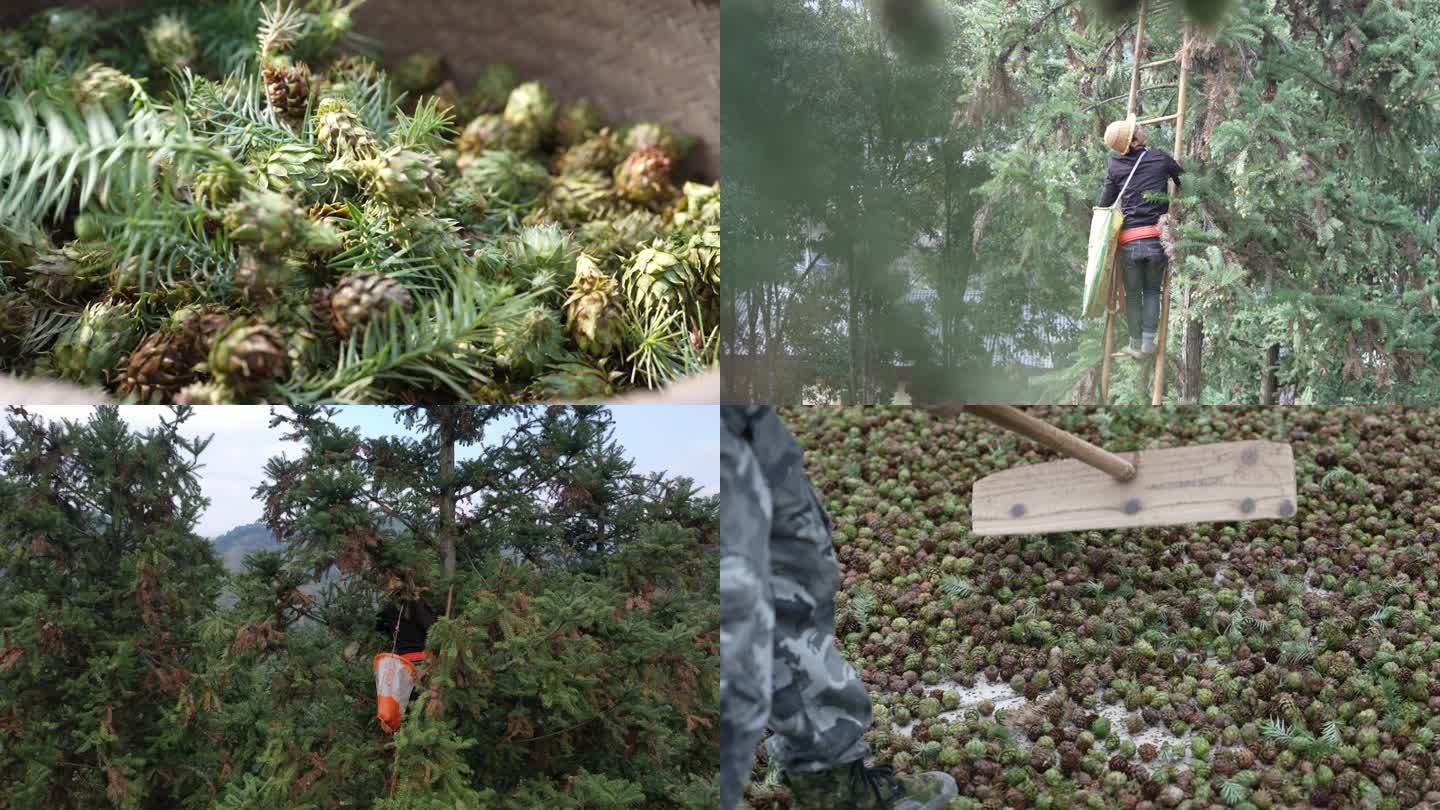 杉树杉树种子制种晒种杉树苗林业经济林劳作