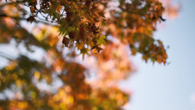 多彩的秋天枫叶枝叶变焦深秋季节叶子变黄