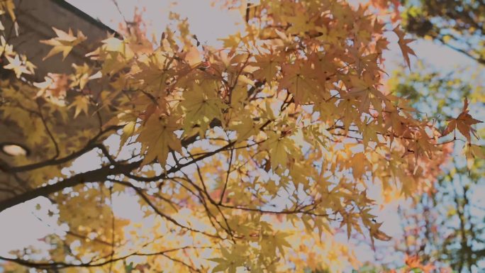 多彩的秋天枫叶屋檐阳光太阳透过树叶