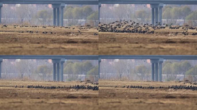 黄河边的白骨顶鸡群