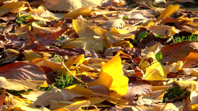 地上的秋叶秋天银杏枫叶黄叶枯叶叶子黄落叶