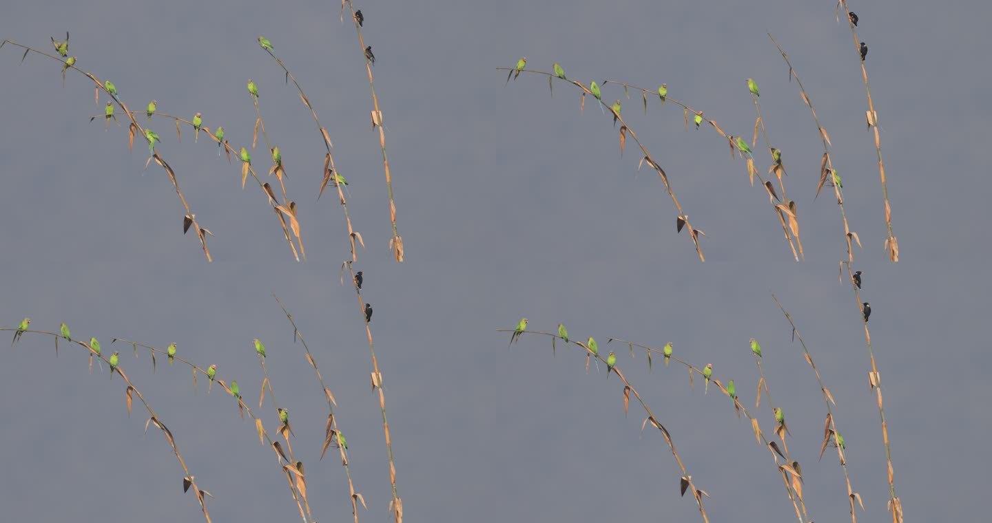 竹梢上的花头鹦鹉