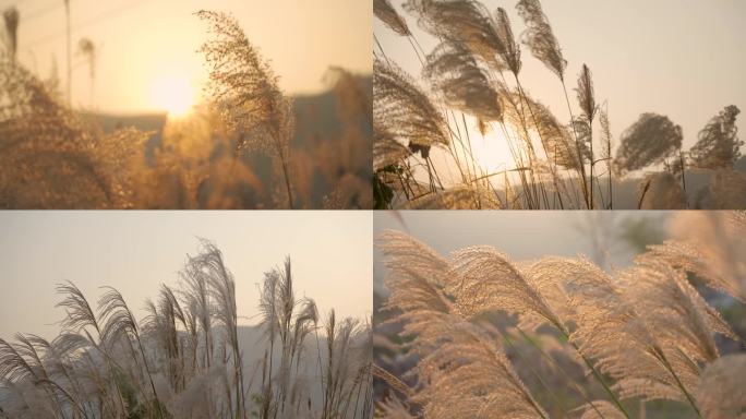 唯美夕阳微风吹动的芦苇