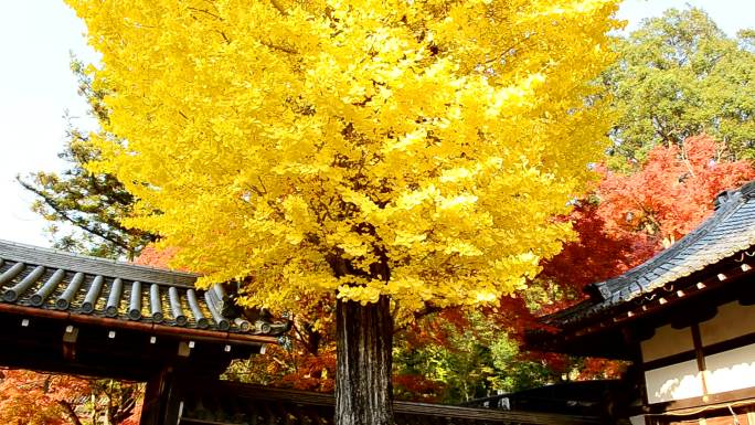 秋黄银杏树背景秋季树木黄树叶寺院