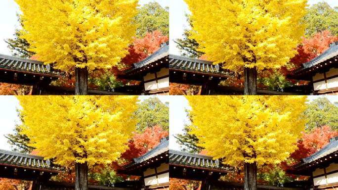 秋黄银杏树背景秋季树木黄树叶寺院