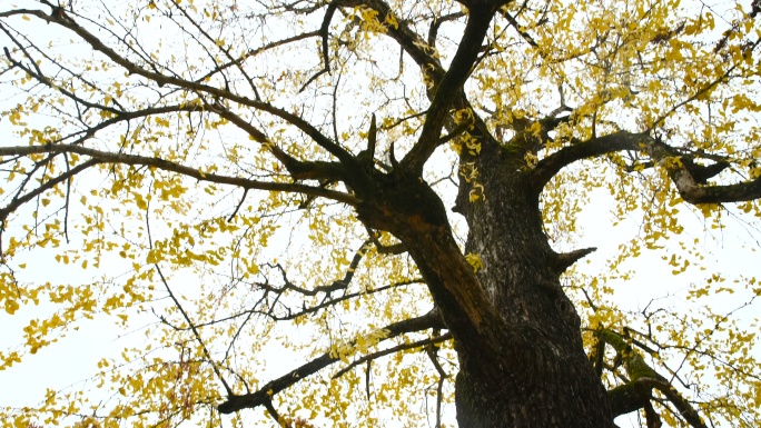 中国的老银杏树秋季冬季落叶树木