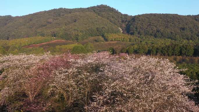 航拍春天春暖花开白玉兰花盛开