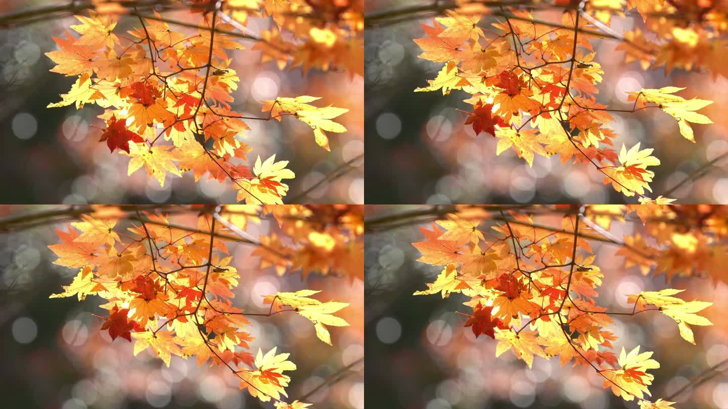 4K：日本丰田名古屋奥巴拉公园秋季红叶，苹果ProRes 422（总部）3840x2160格式