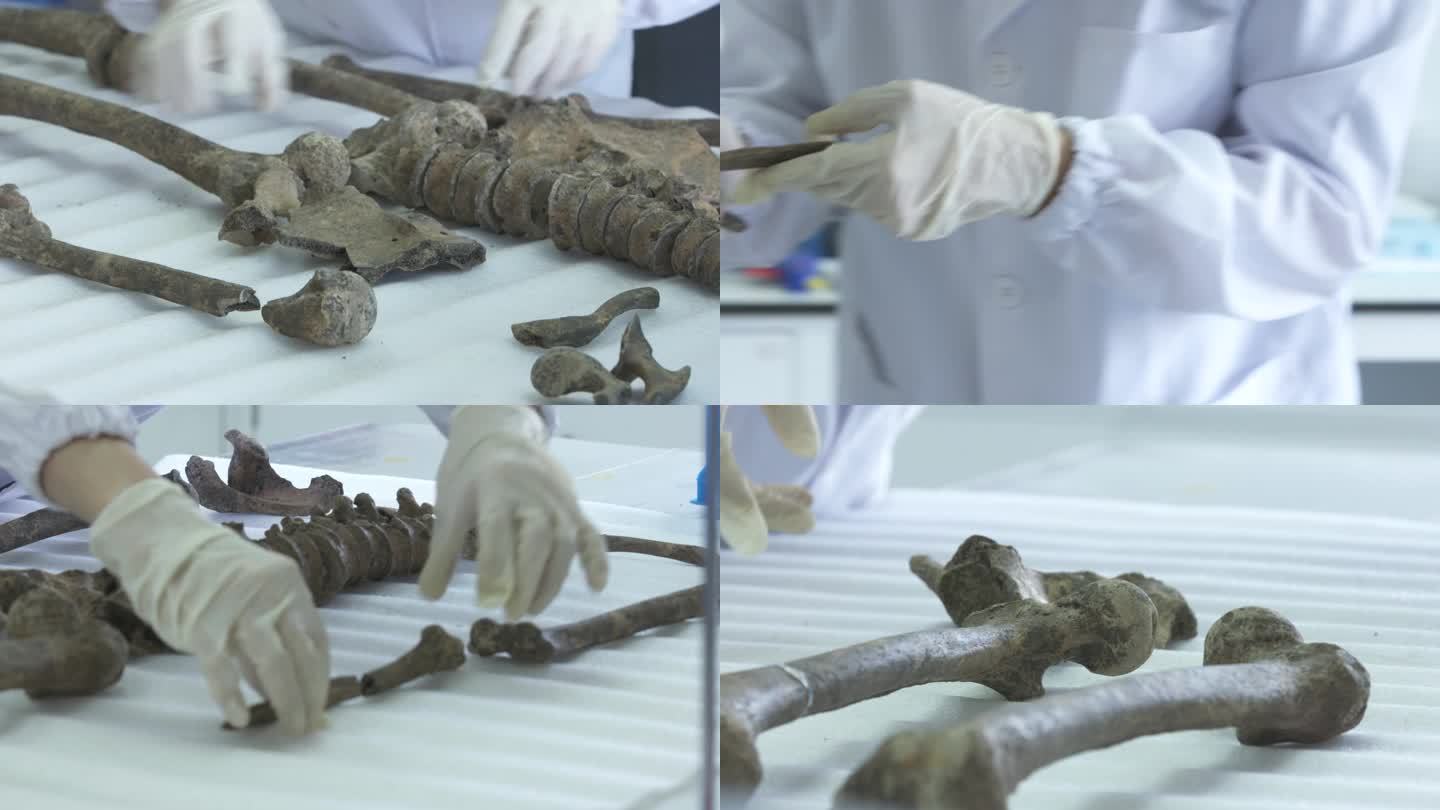 实验室检查骨头 尸骨 骨骸 人骨B003