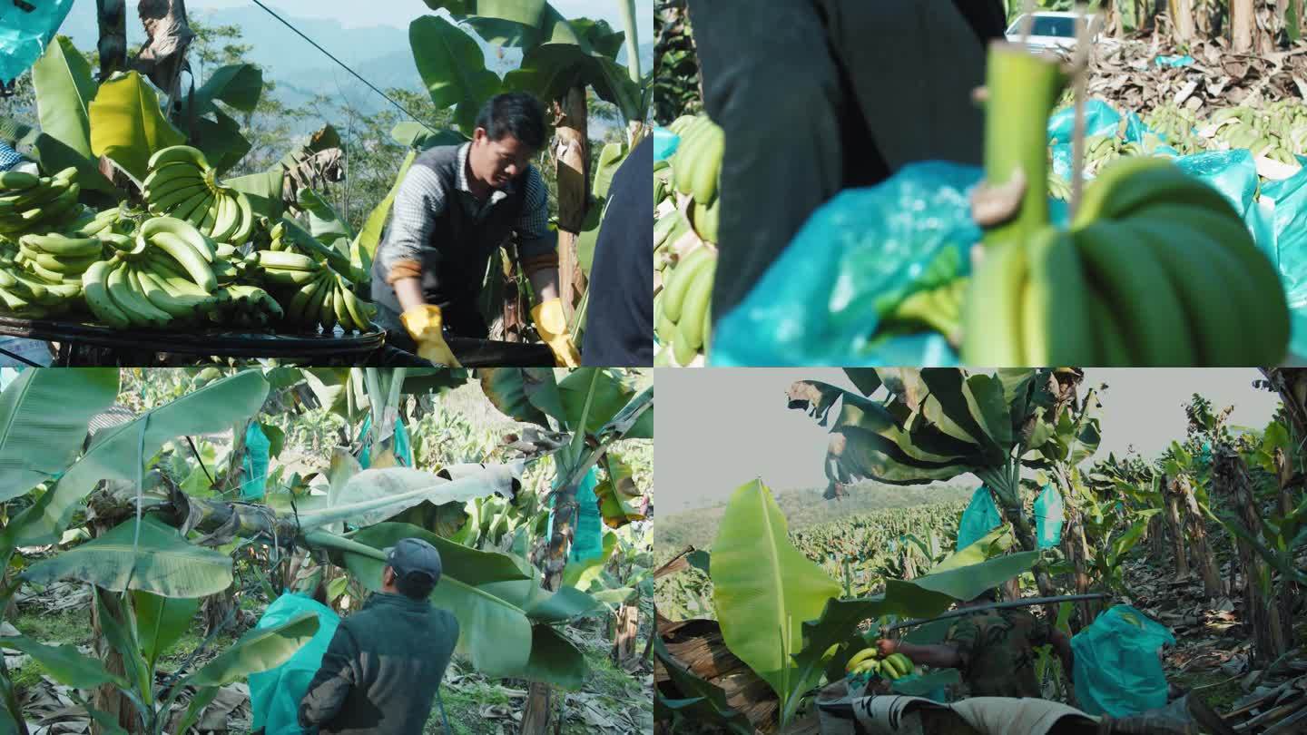 香蕉地里丰收和装袋打包香蕉的丰收画面