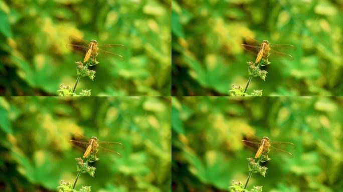 浓烈的盛夏-在枝头起落的蜻蜓（4）