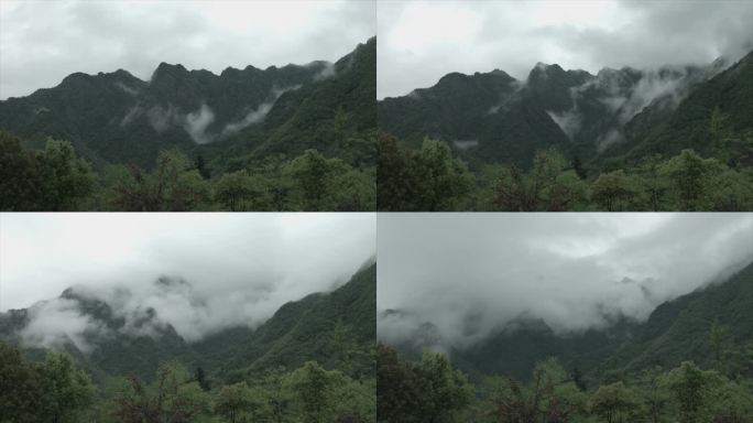 黄山春季 云雾环绕 流动的云雾