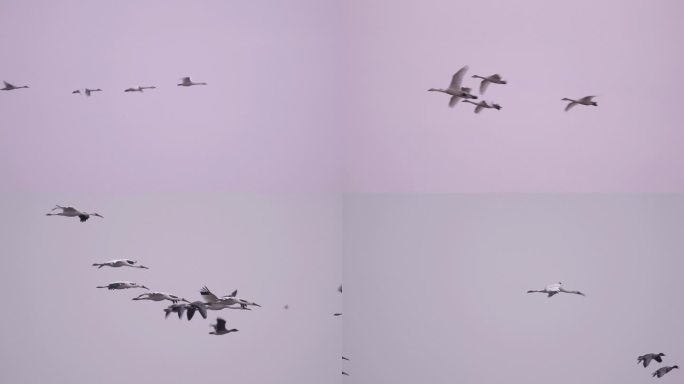 鄱阳湖保护区的候鸟