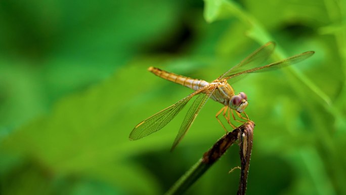浓烈的盛夏-在枝头起落的蜻蜓（2）