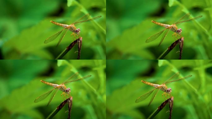 浓烈的盛夏-在枝头起落的蜻蜓（2）
