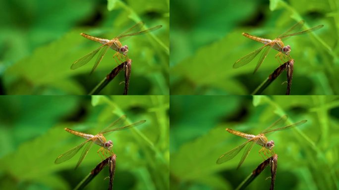 浓烈的盛夏-在枝头起落的蜻蜓（2）
