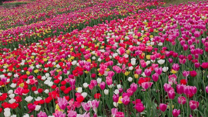 郁金香花海航拍