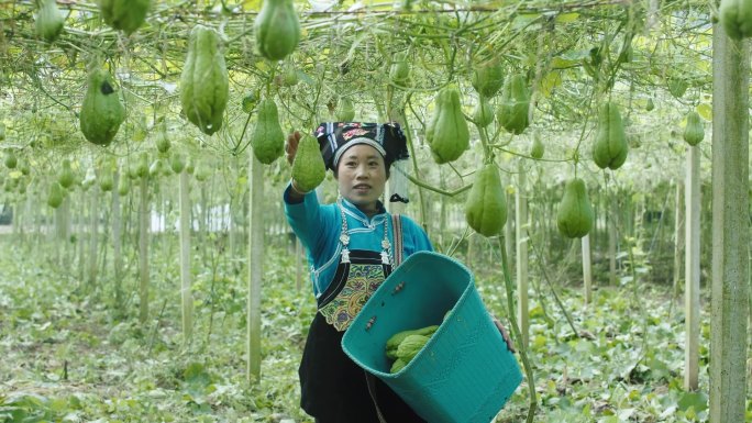 洋瓜种植基地-农民丰收洋瓜采摘洋瓜佛手瓜