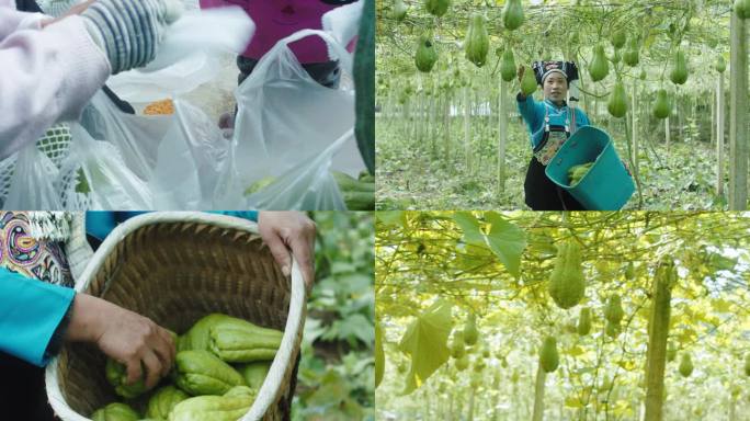 洋瓜种植基地-农民丰收洋瓜采摘洋瓜佛手瓜