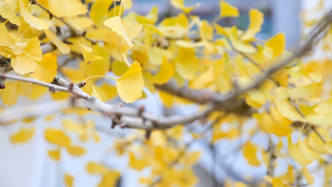 冬天的银杏金黄银杏树叶唯美变焦秋天树枝发