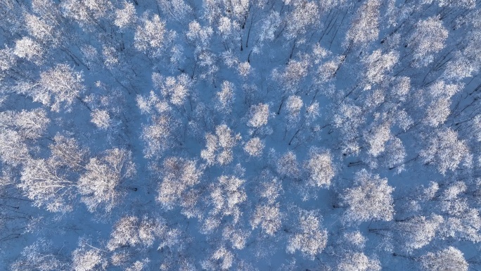 航拍雪野白桦林雾凇