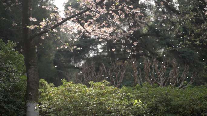 樱花花开飘落唯美浪漫