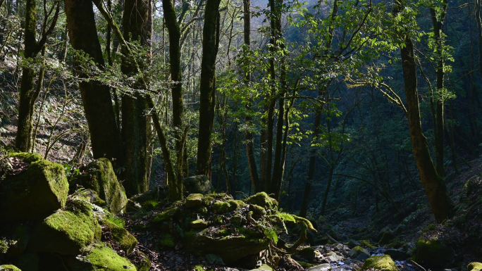 原始生态环境森林树木溪流生物多样性