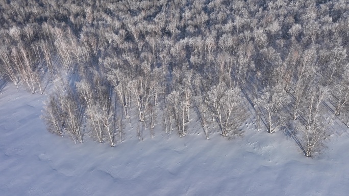 航拍雪野白桦林雾凇