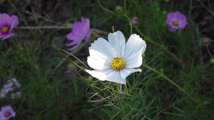 秋英花鲜花小花花朵