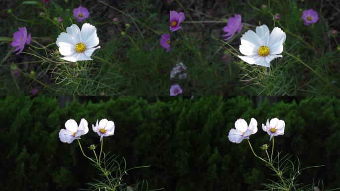 秋英花鲜花小花花朵