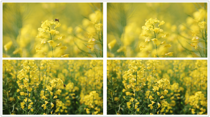 油菜花蜜蜂