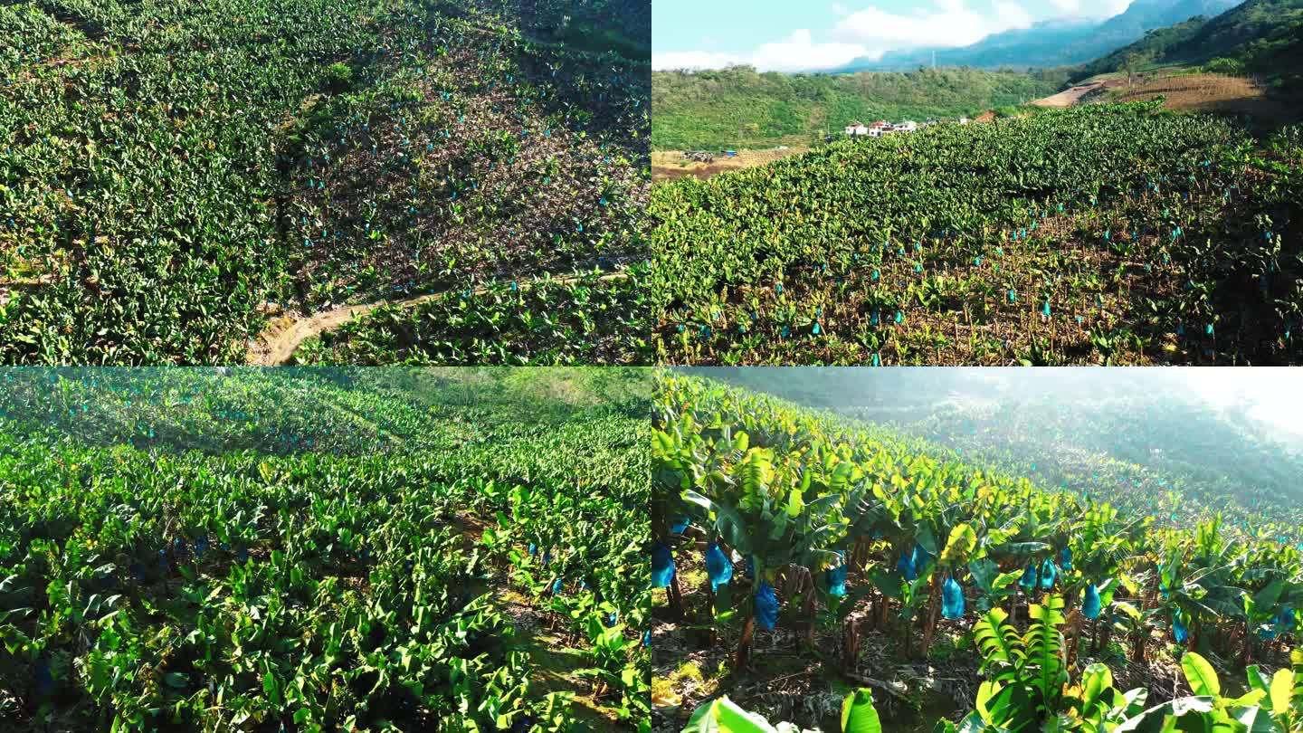 4k大片的农业香蕉林-大山里的香蕉航拍