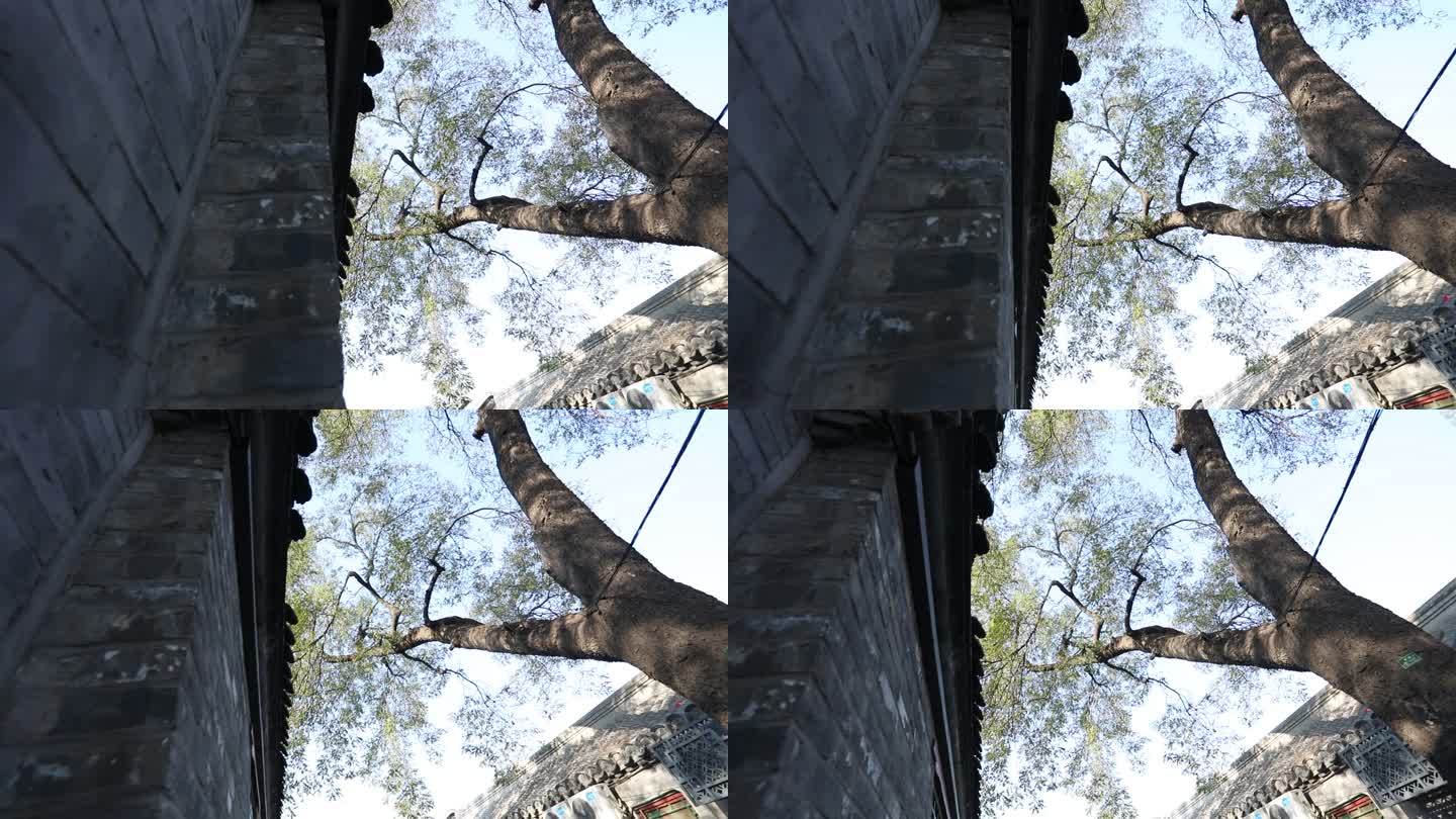 北京胡同里的槐树