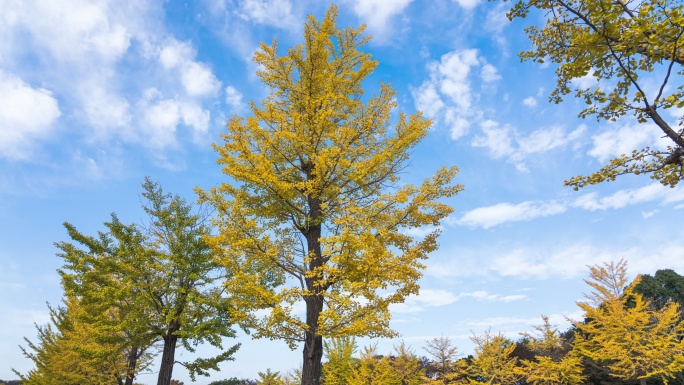4K延时：日本东京昭和Kinen纪念公园的黄色银杏树和美丽的天空