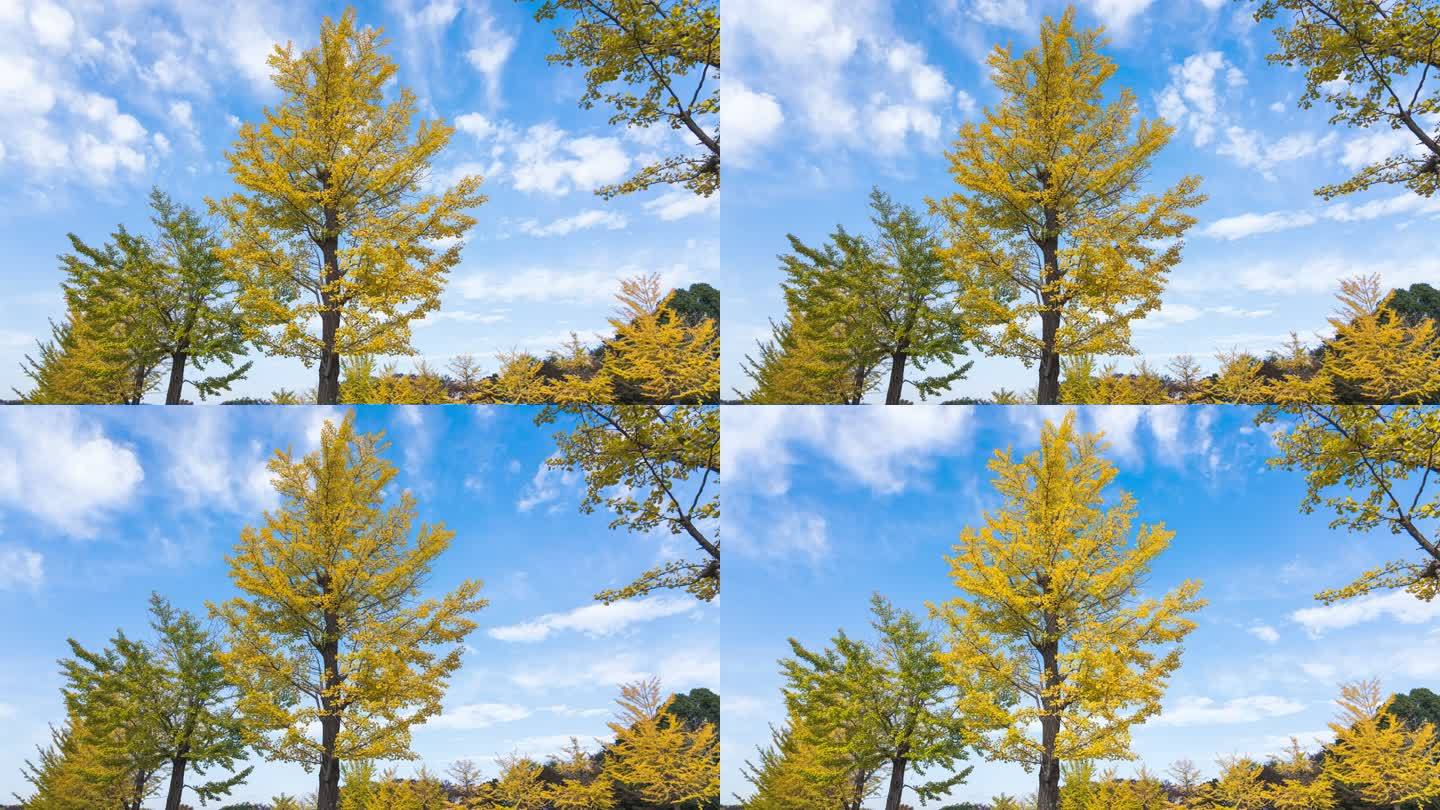 4K延时：日本东京昭和Kinen纪念公园的黄色银杏树和美丽的天空
