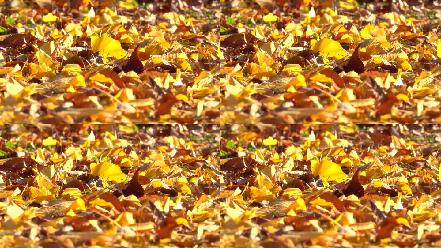 地上的秋叶枯叶