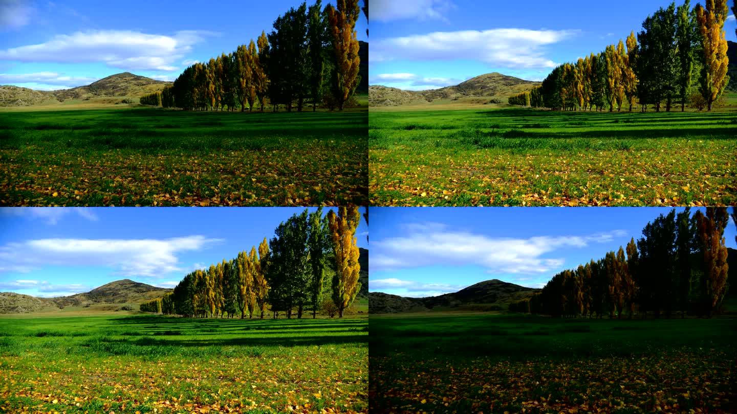 时光流逝，公园里的秋树和蓝天，新西兰箭头镇，